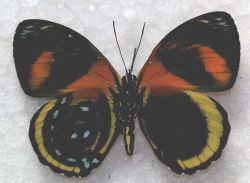Catagramma cynosura aberration (verso 352) (Internet Image property of respective owner, non-commercial use only)